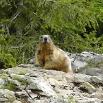 Bartlbauer Ramsau am Dachstein