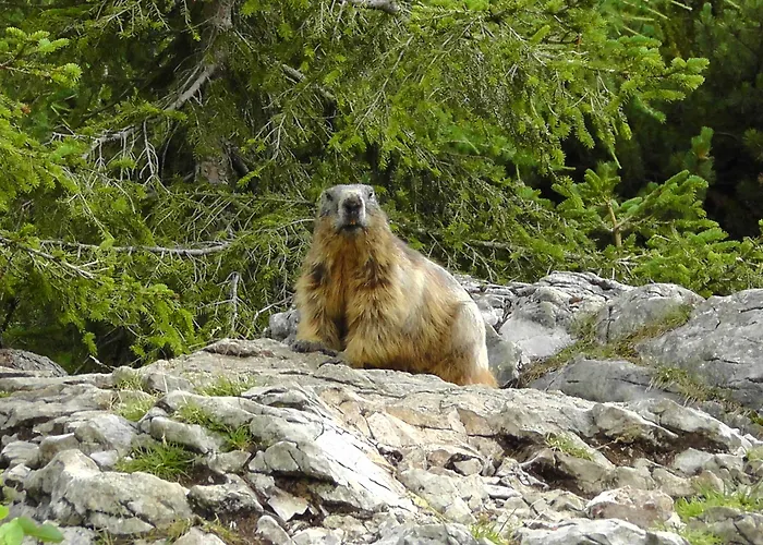 Bartlbauer 람자우 암 다흐스타인
