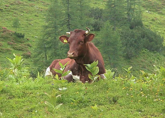 게스트하우스 Bartlbauer 4*